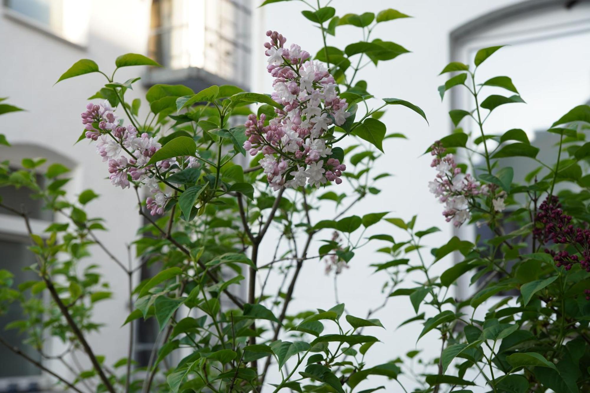 Bright, Spacious Apartment With A Lovely Terrace In The Heart Of Aachen Aarchen Exterior foto